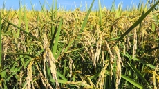 �����-(�й�)��������,��������